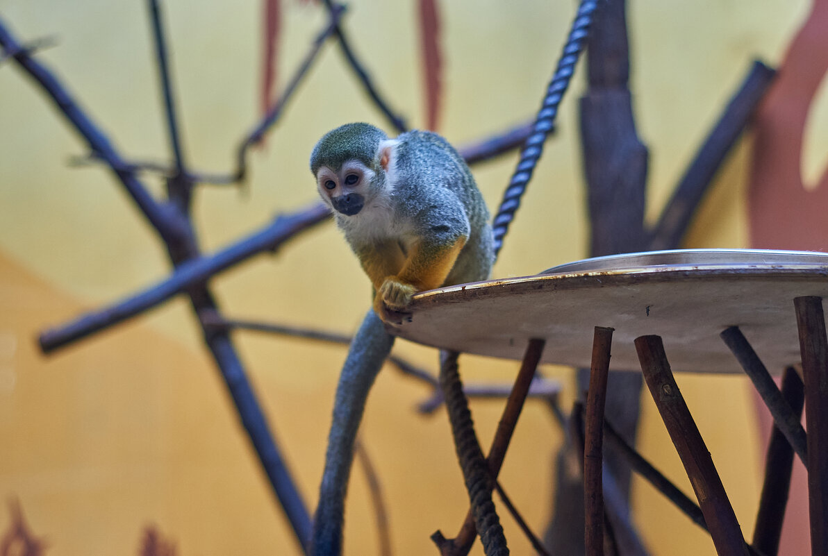 Саймири(небольшой примат) - Александр Леонов