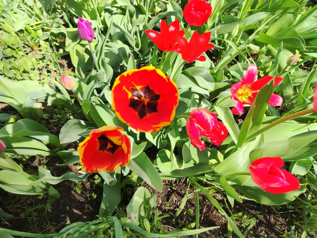 Тюльпанчики - Надежда 