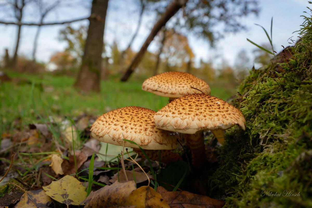 Чешуйчатка... - Николай Гирш