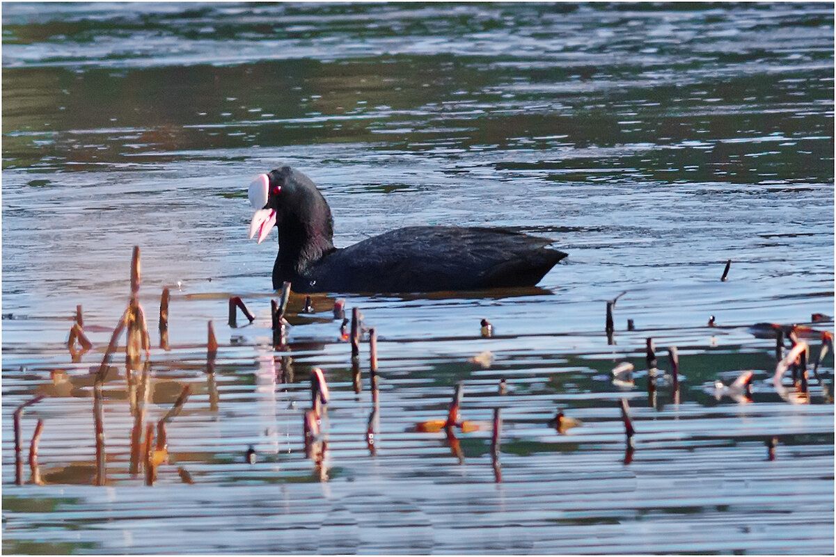 Приветственная улыбка лысухи - Валентин Котляров