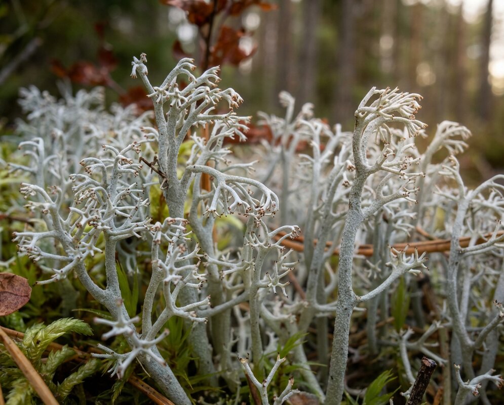 Ягель - Лилия 