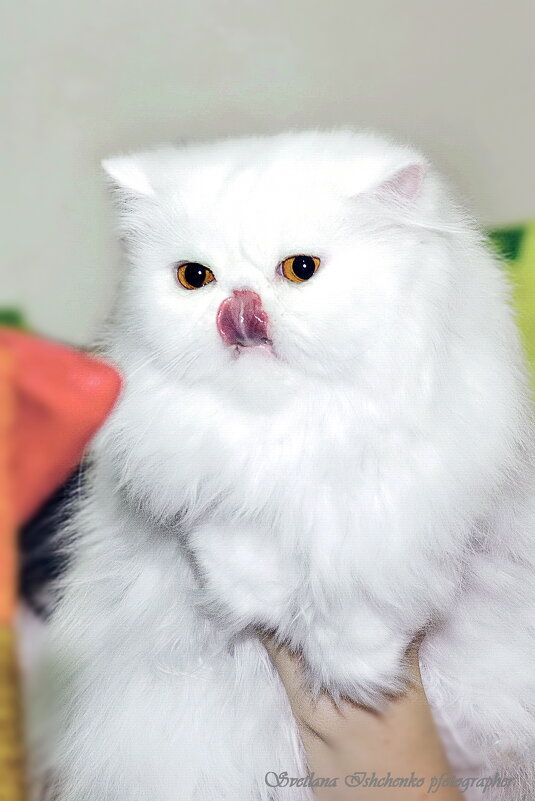 ... - Светлана Ищенко