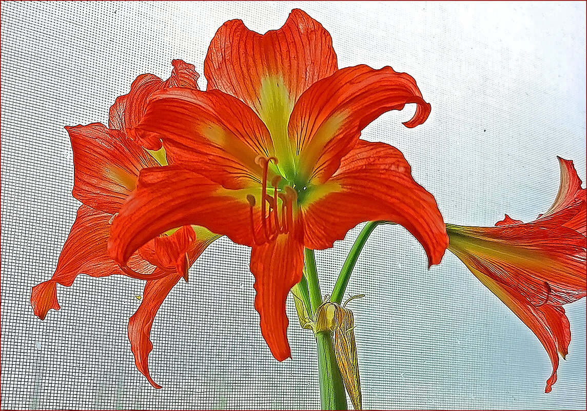 Прекрасное трио. - Валентина  Нефёдова 