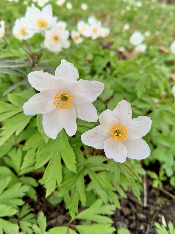 Ветреница - Сапсан 