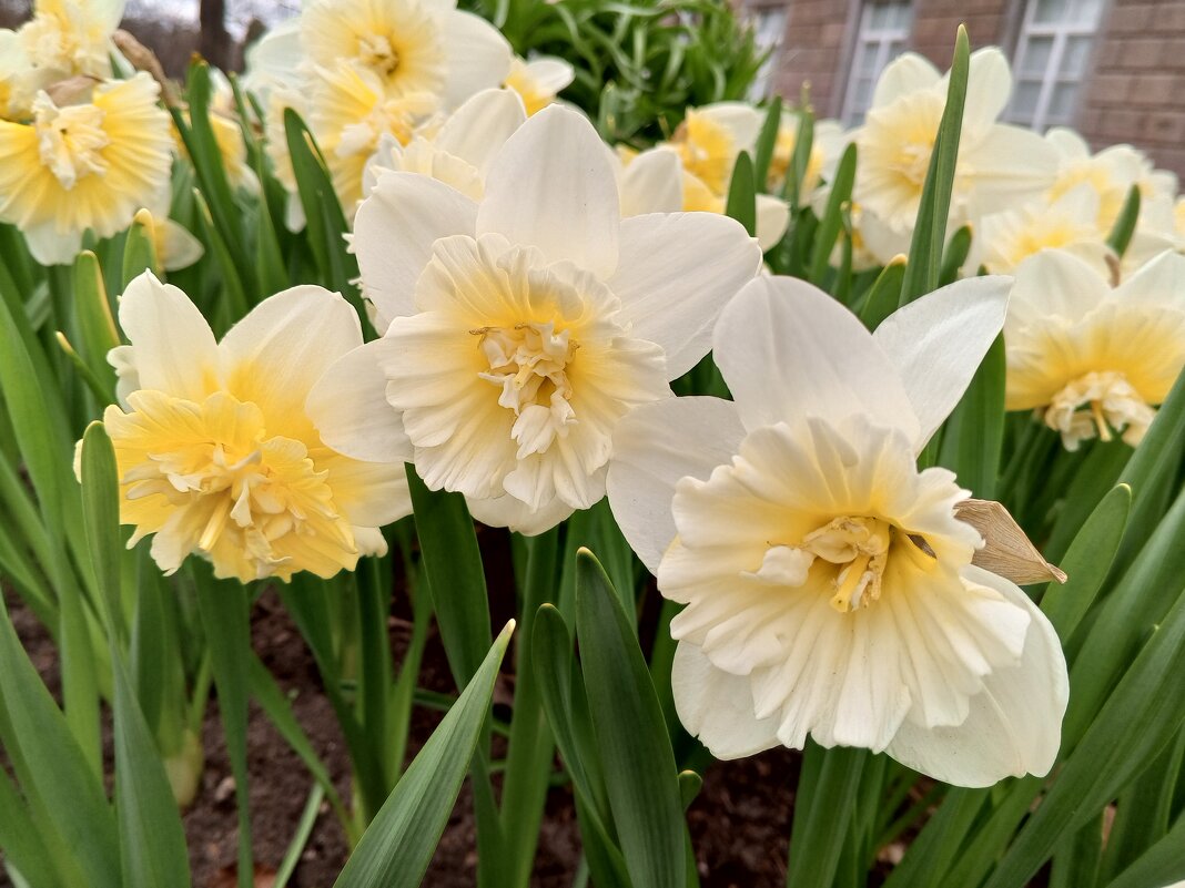 Нарцисс - Сапсан 