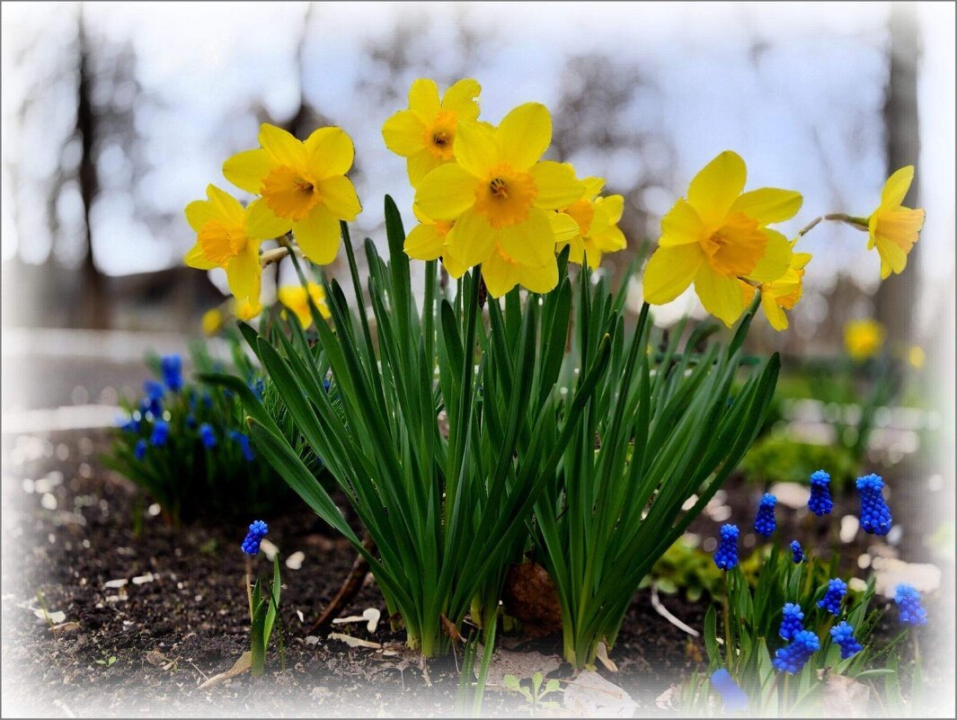 Золота нарциссов - Елена Сухорученкова