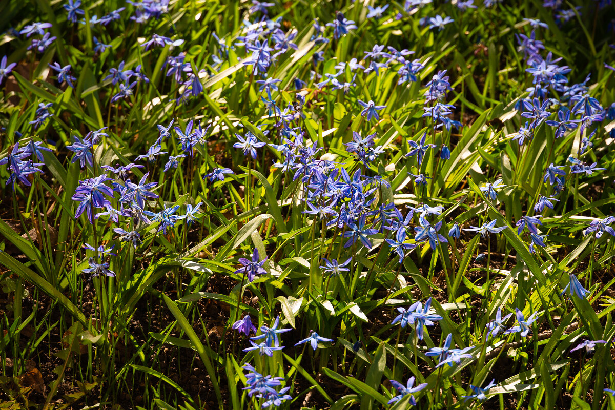 Пролески - София 