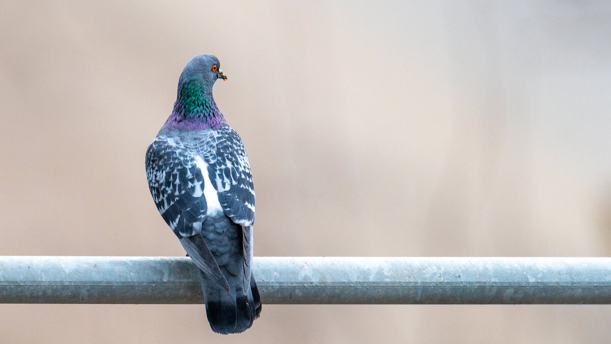 Городские птицы - Владимир Лазарев