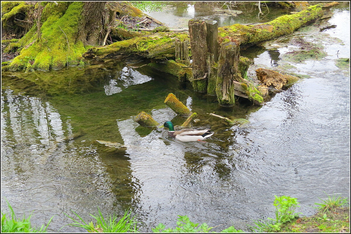 В диком лесу - Сеня Белгородский