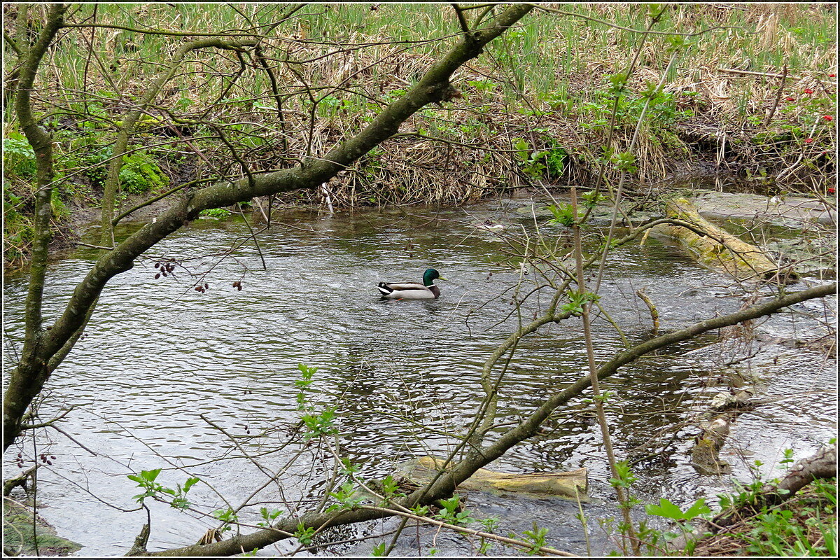 Пороги - Сеня Белгородский