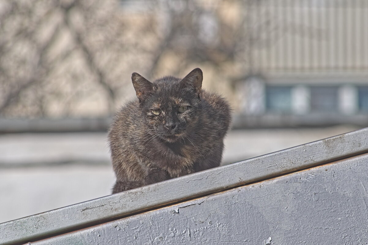 Ты хто такой ,Ну пасспорт живо ... - Giant Tao /