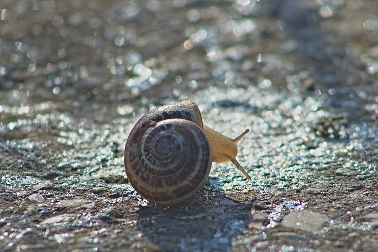 Турбо - Giant Tao /