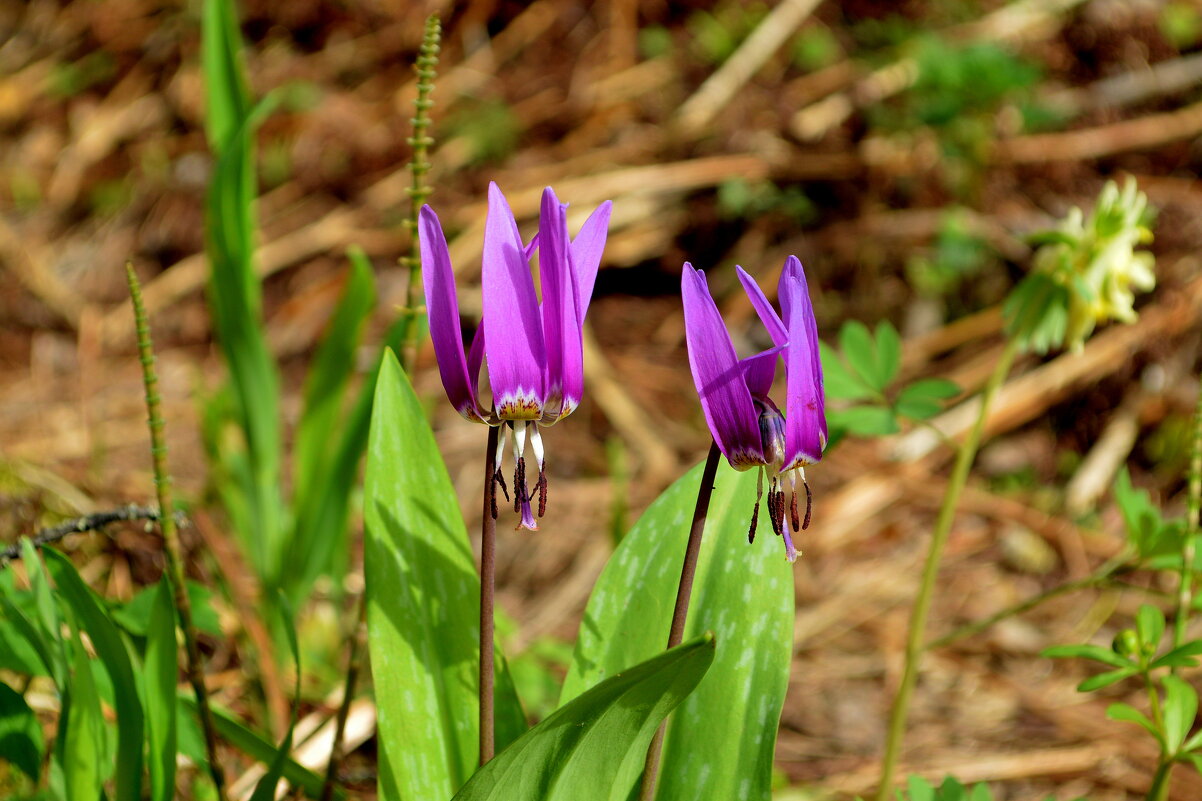 Кандык сибирский - Татьяна Лютаева