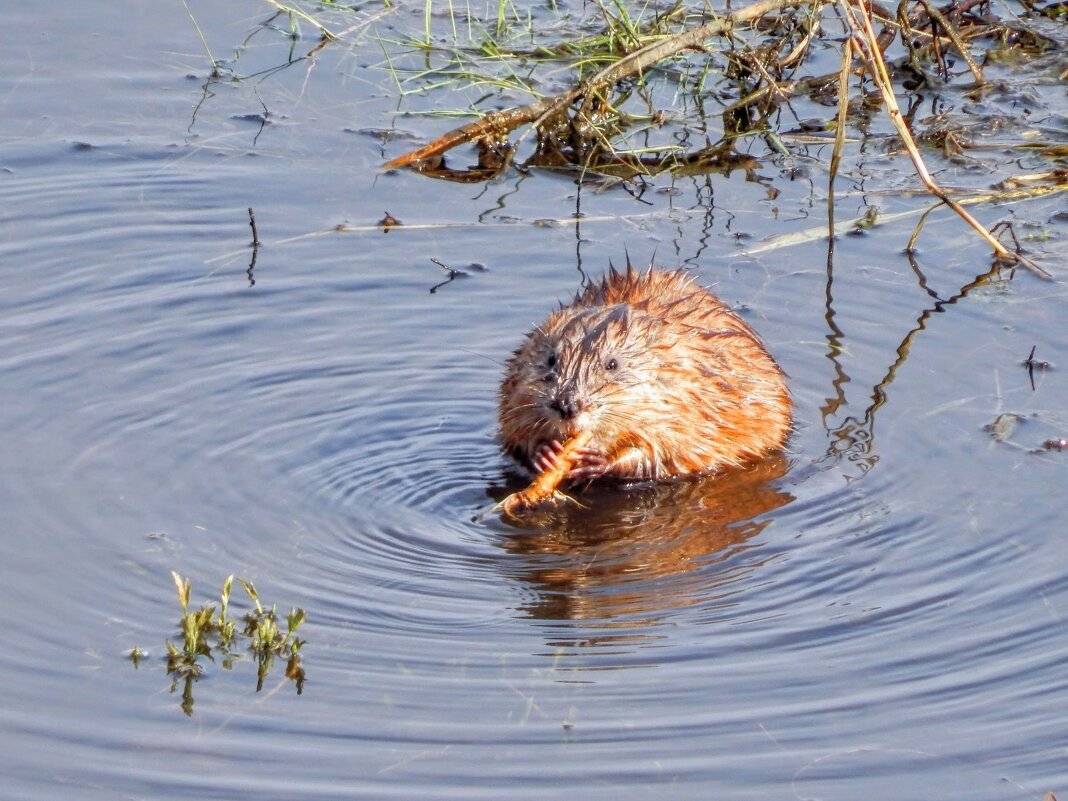 Вкусный корешок! - Елена Хайдукова  ( Elena Fly )