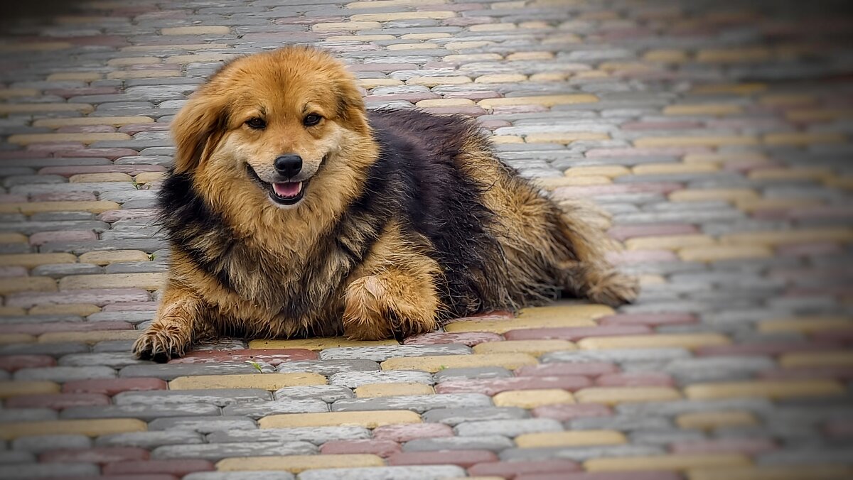 Улыбающая собака - Мариша Тим