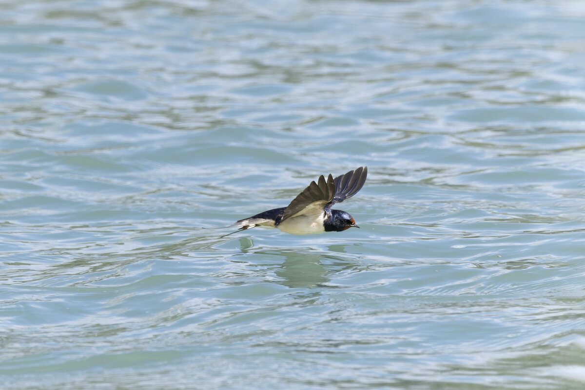 ласточка деревенская. - юрий макаров