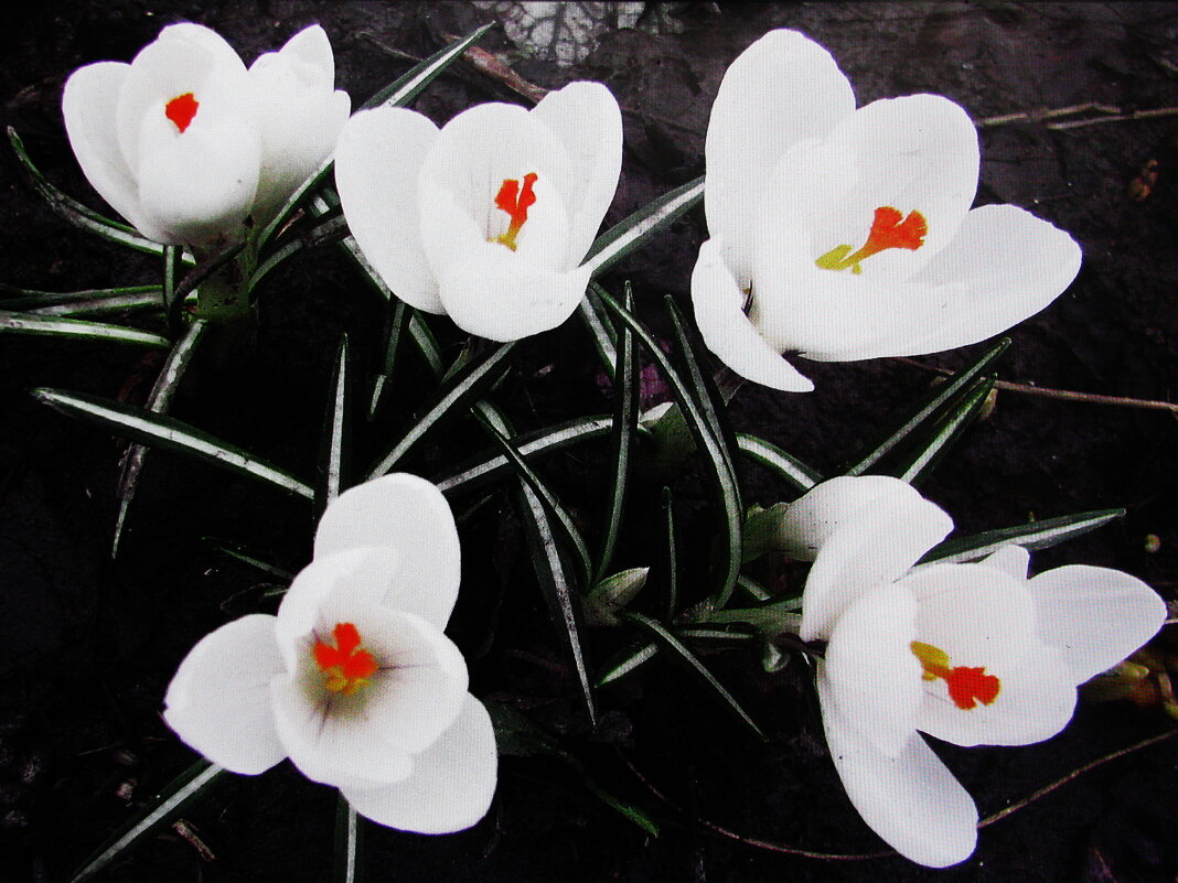 Белые крокусы - Людмила Смородинская