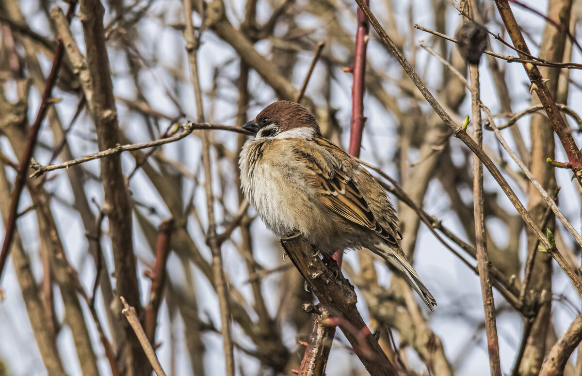Воробей, в весенний день. - Петр Беляков