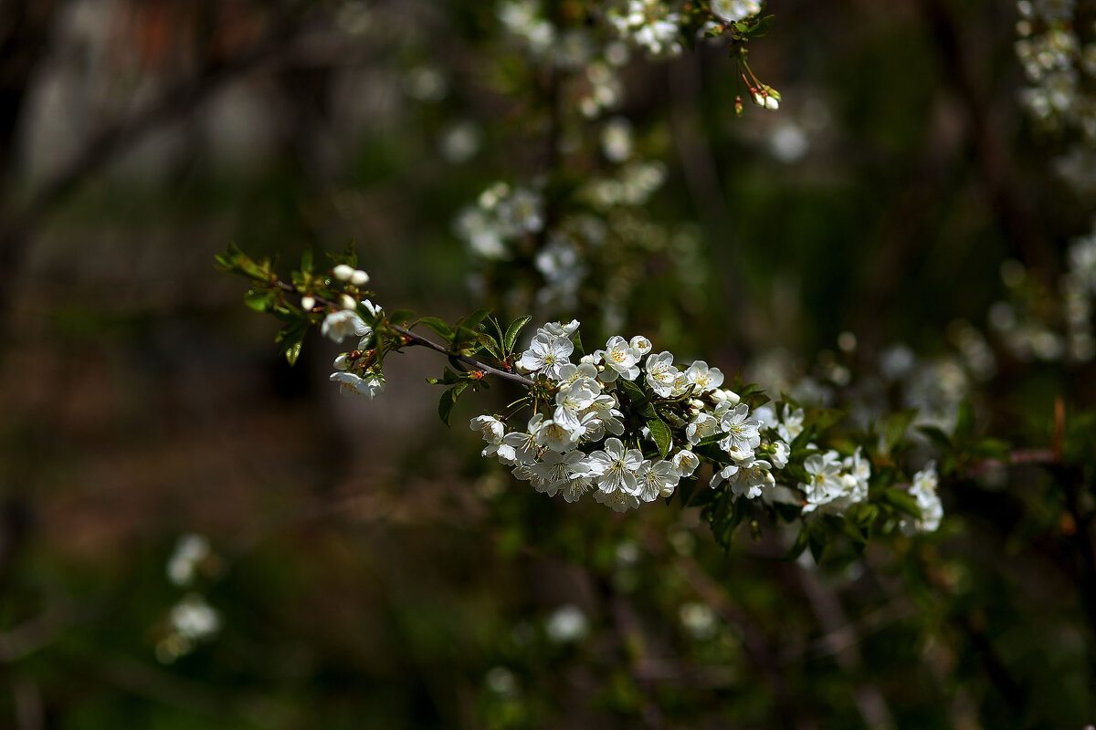 Цветы - Юрий Гайворонскiий
