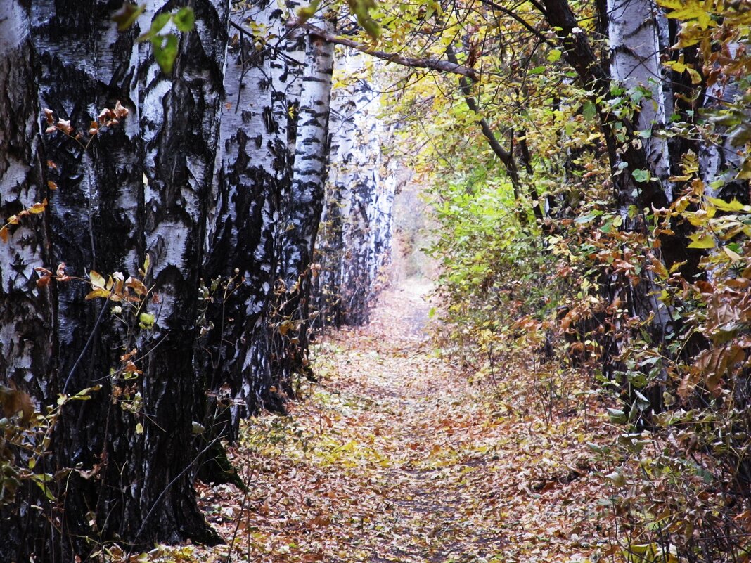 берёзовая аллея - Елена Шаламова