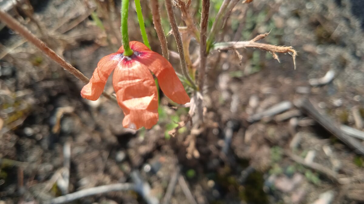 за городом - Елена Шаламова