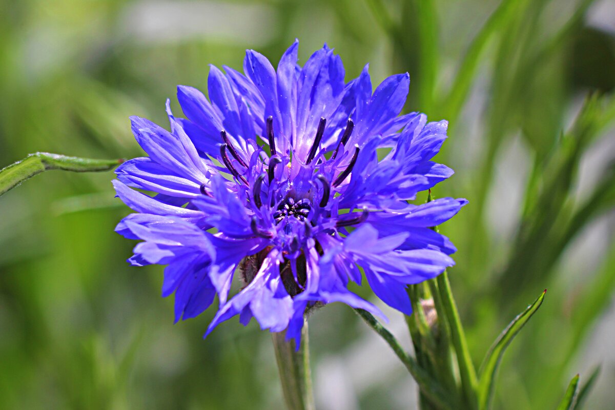 василек - Николай 