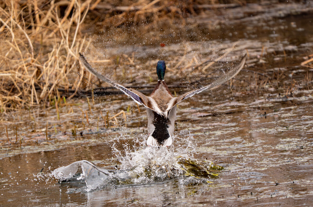 5 - Сергей Флетчер