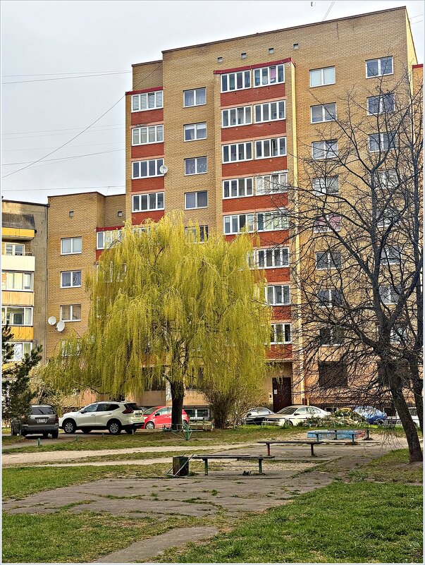 Ивушка. - Валерия Комова