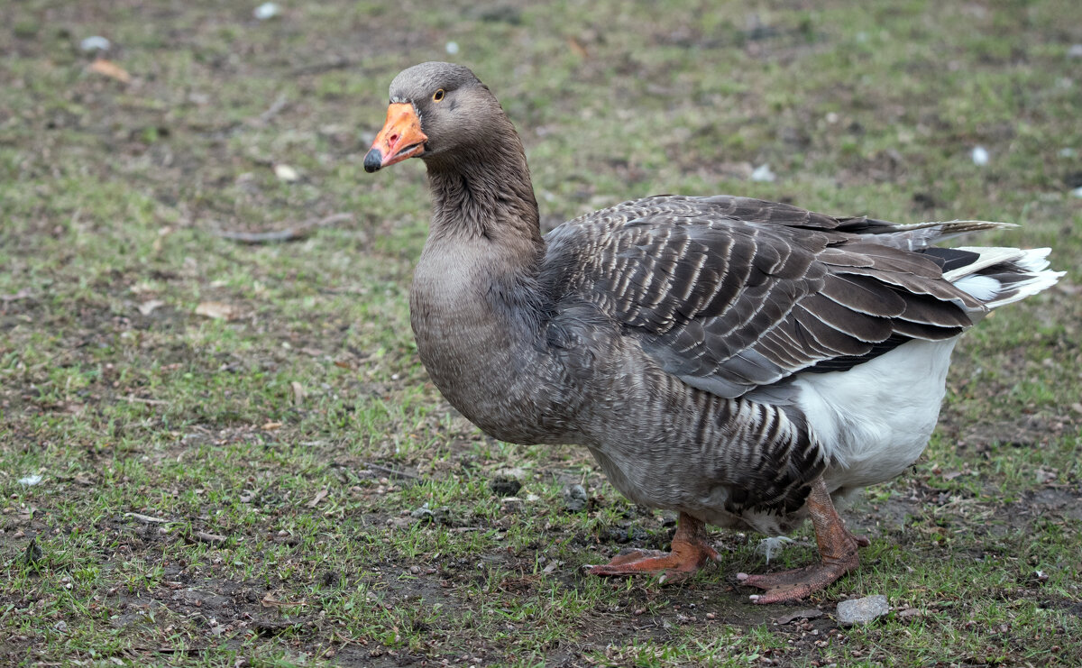 *** - Владимир Безбородов