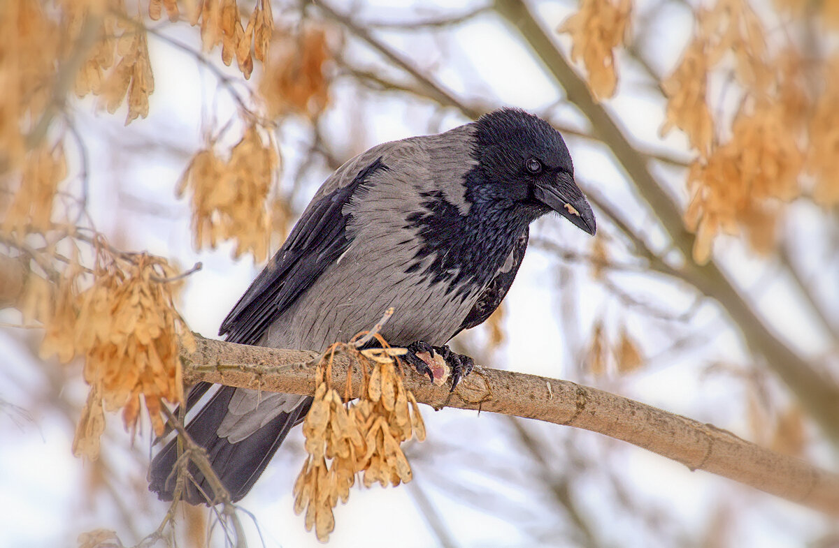... - Вячеслав Минаев