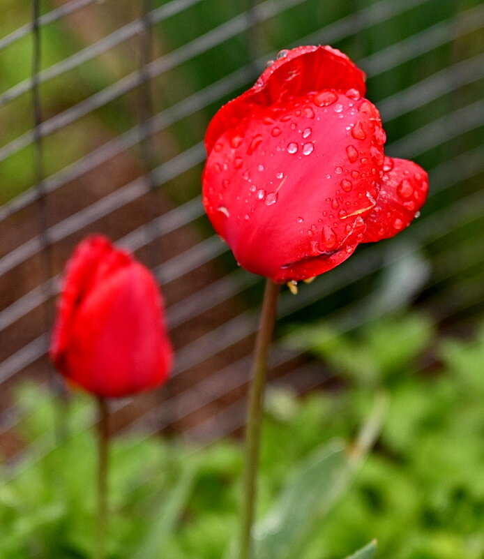 Тюльпаны бывают разные.. - Николай Саржанов