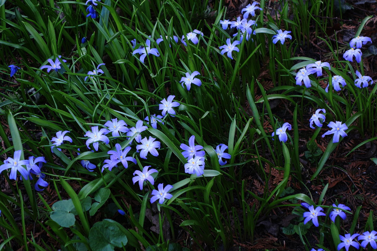 Хионодокса - Рита Симонова