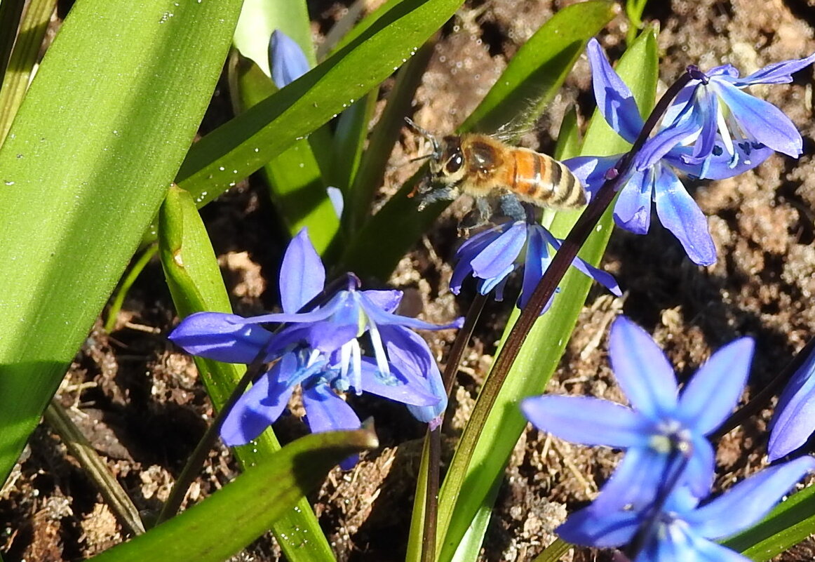 весенние зарисовк - ИННА ПОРОХОВА