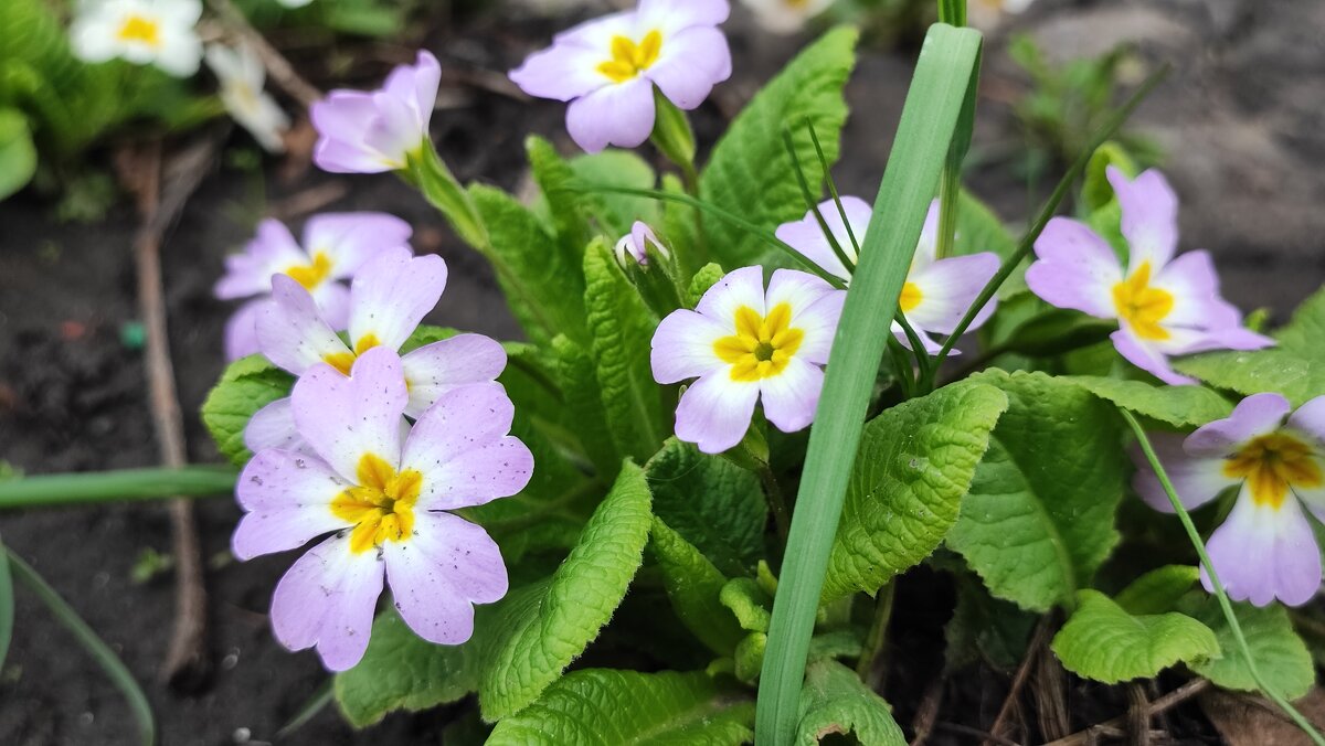 ,,, - Сергей Тимоновский