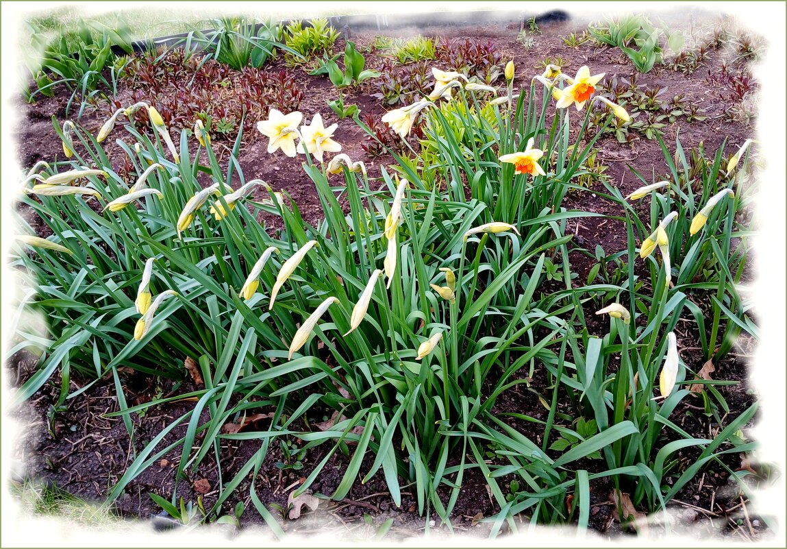 Нарциссы зацвели! - Лия ☼