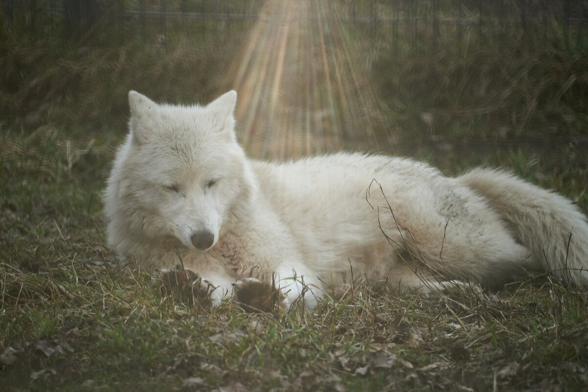 Белый ВОлк - Александр Леонов