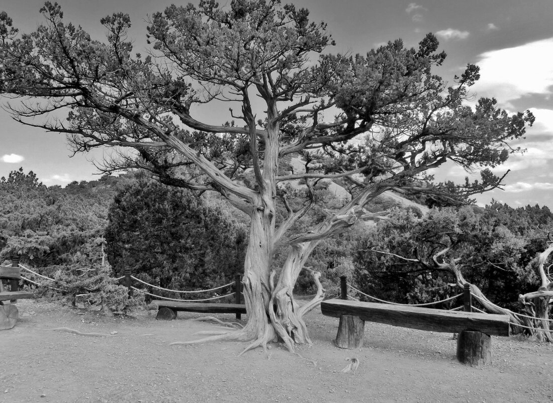 .. древесный можжевельник в Новом свете.. - galalog galalog