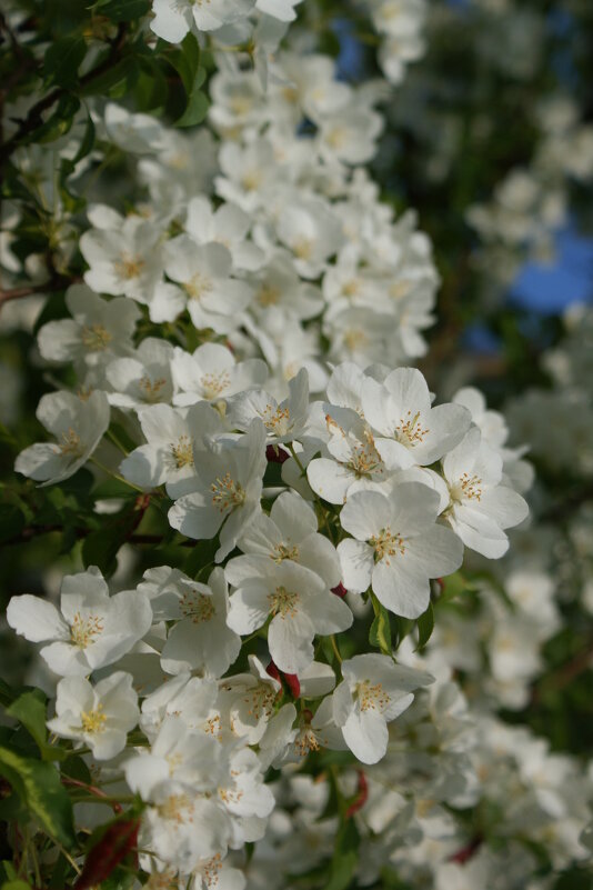 Цветение - Наталия Григорьева