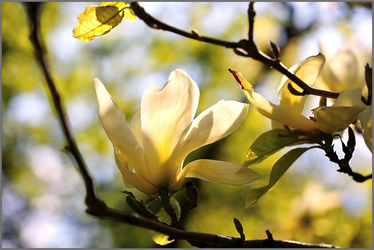 Магнолия цветет - ZNatasha -