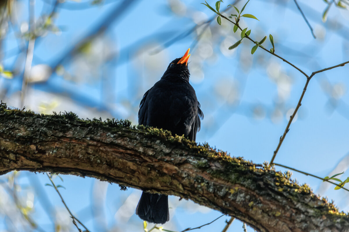 Чёрный дрозд - Владимир Колесников