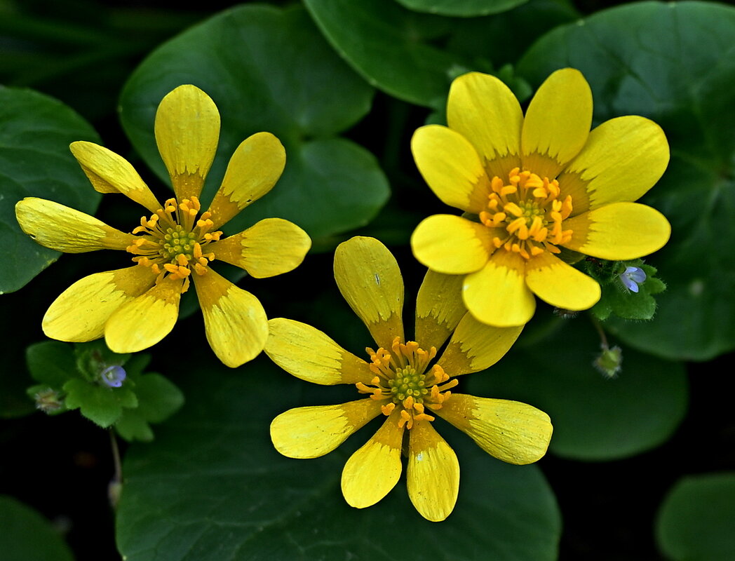 Калужница - Aleksandr .