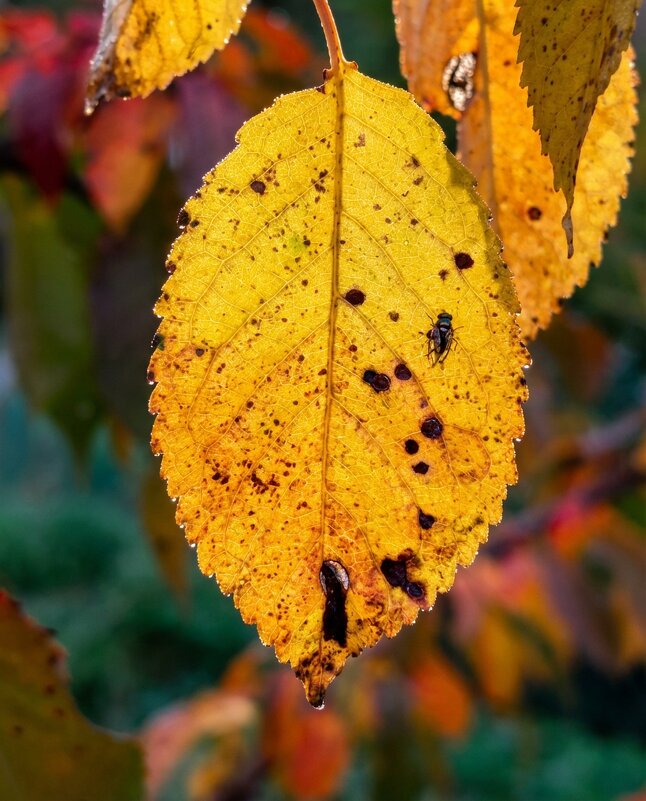 Желтый лист вишни осенью - Лилия 