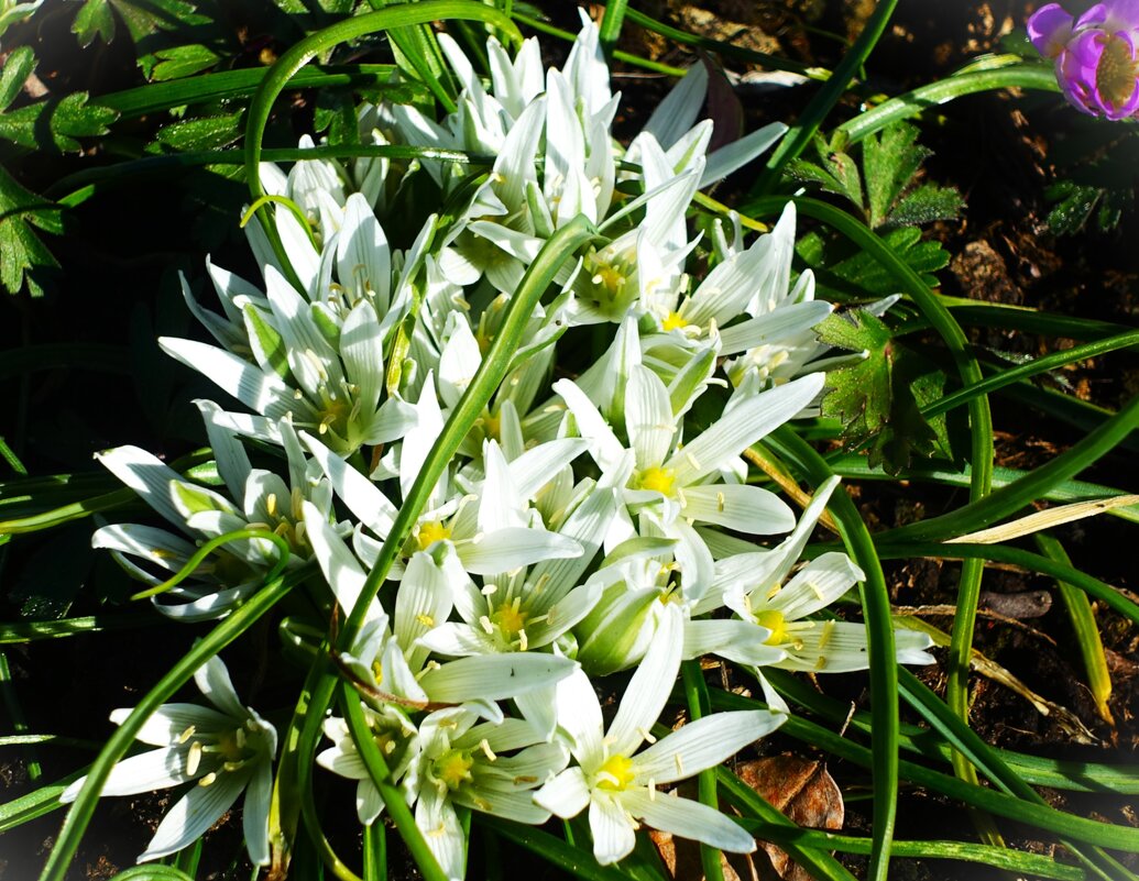 Птицемлечник(Молочные звёзды,Орнитогалум) - Aida10 