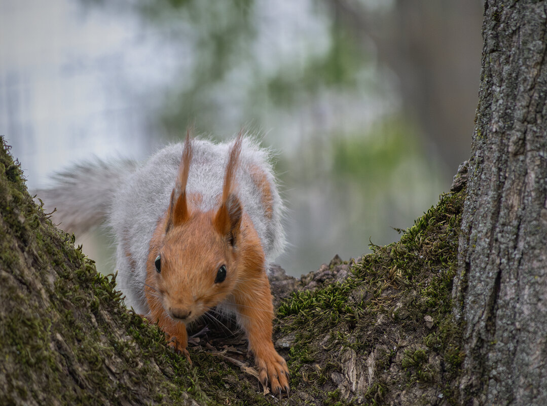 *** - Игорь Протасов