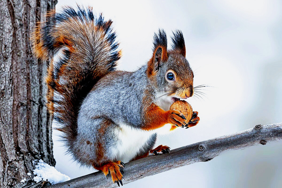 БЕЛКА   С   ОРЕХОМ - Анатолий Малобродский