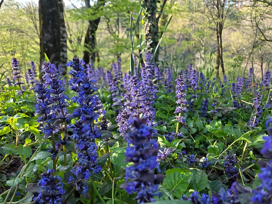 Живучка ползучая - Tata Wolf