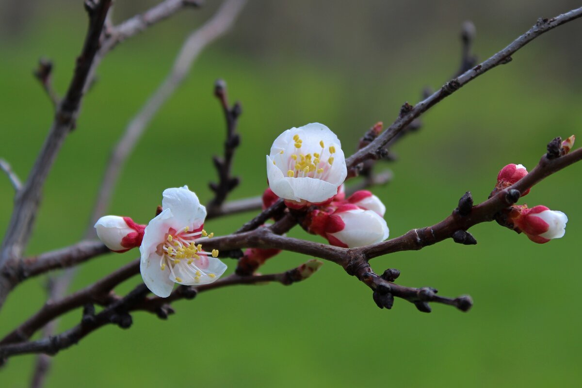 Деревья цветут - Tina Kott