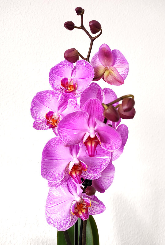 Орхидея - Елена Галата