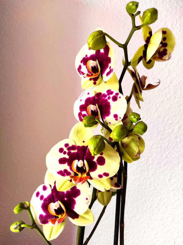 Орхидея - Елена Галата