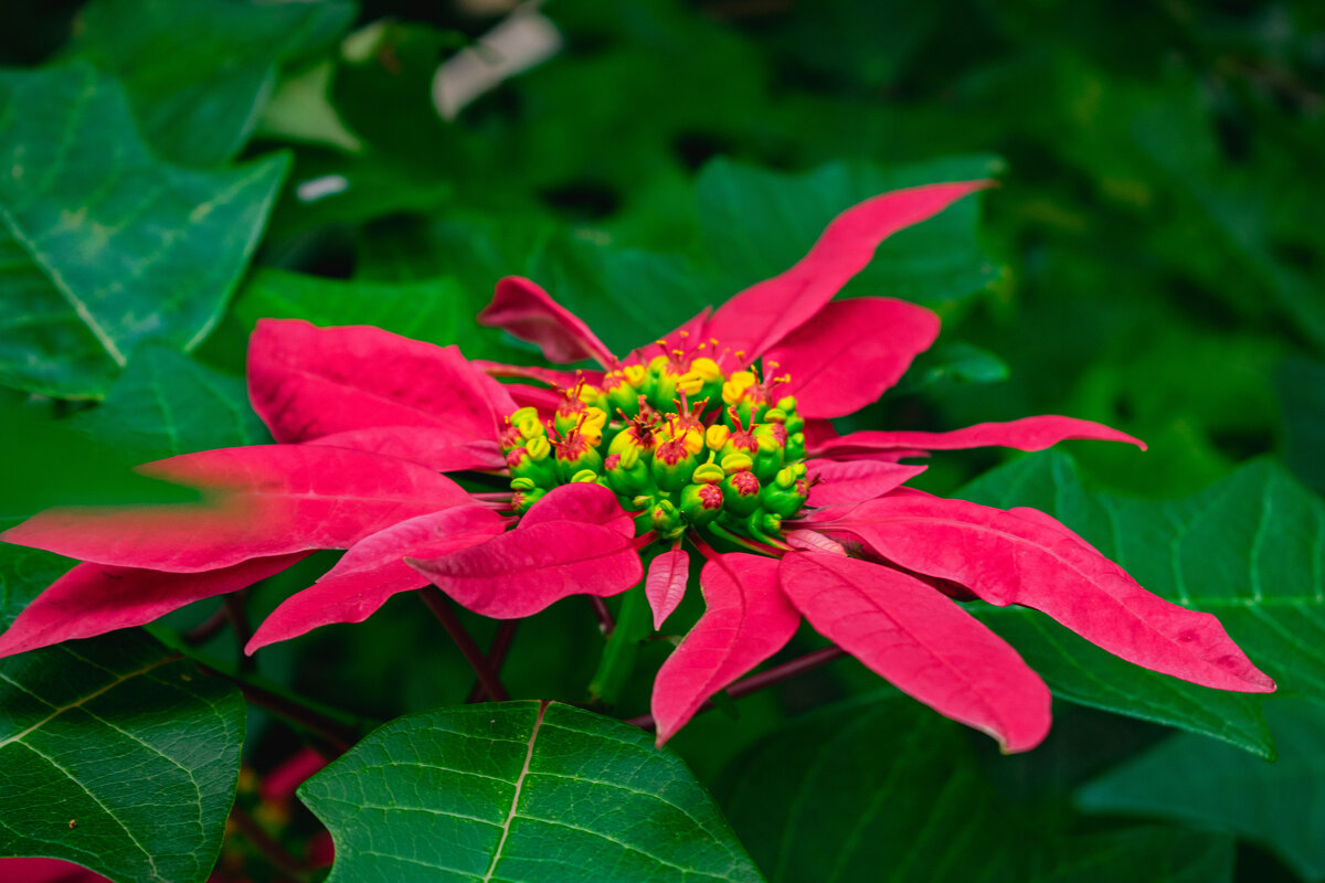 *** - Николай Чекалин